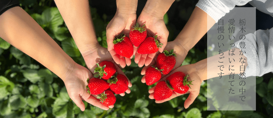 鈴木いちご園オンラインショップ